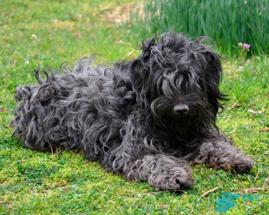 Королевский спаниель