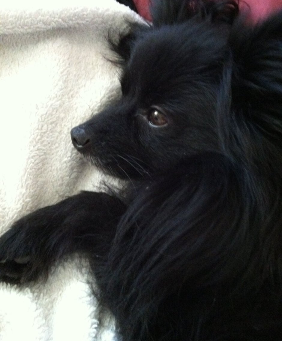 Метис чихуахуа черная