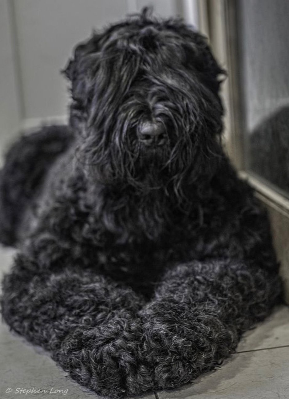 Гриффон собака Аффенпинчер