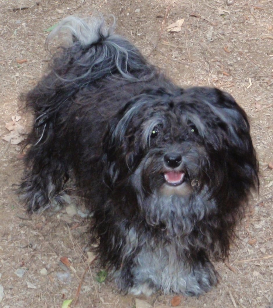 Чау чау черный пушистый