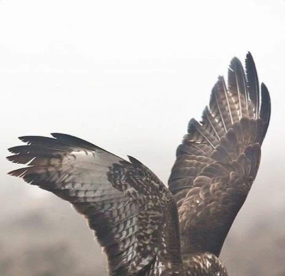 Сокол Эстетика