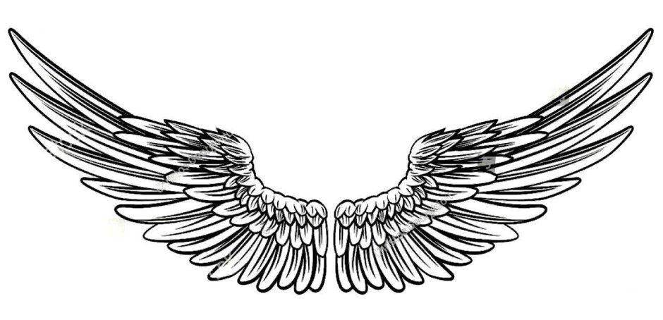 Тату Крылья на белом фоне