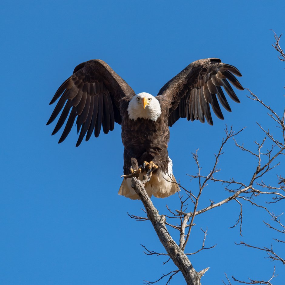 Европейский белоголовый Орлан