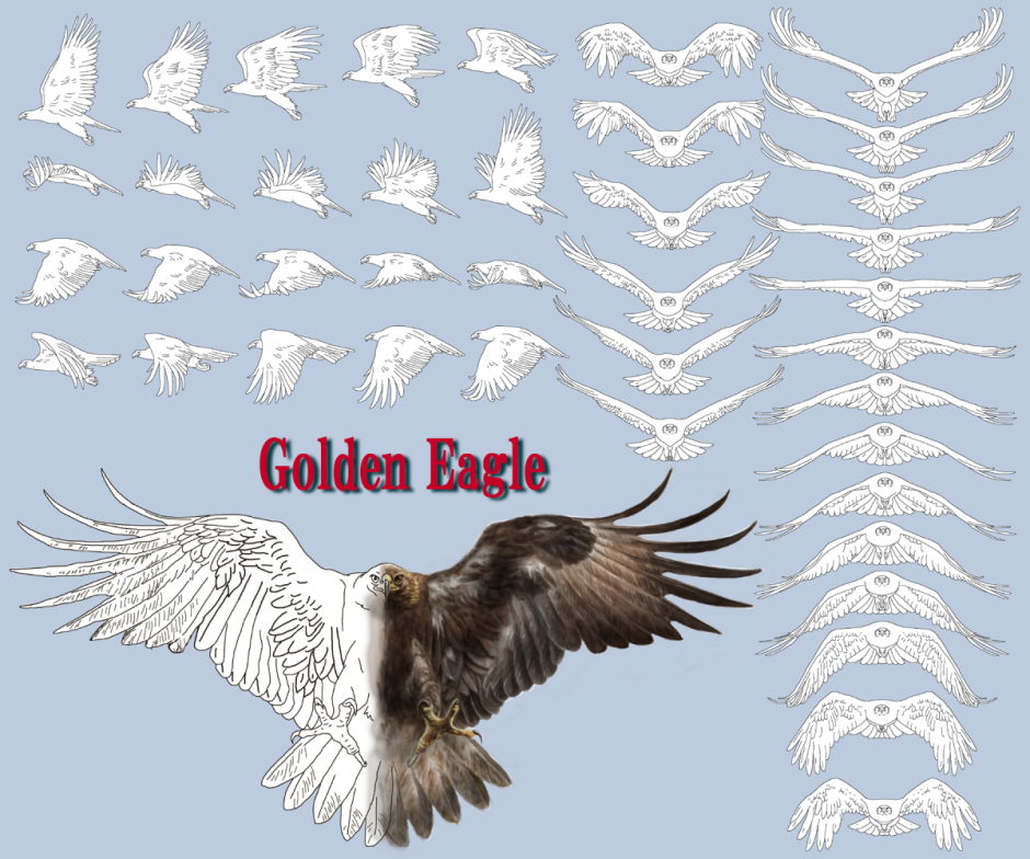 Крылья птицы референс