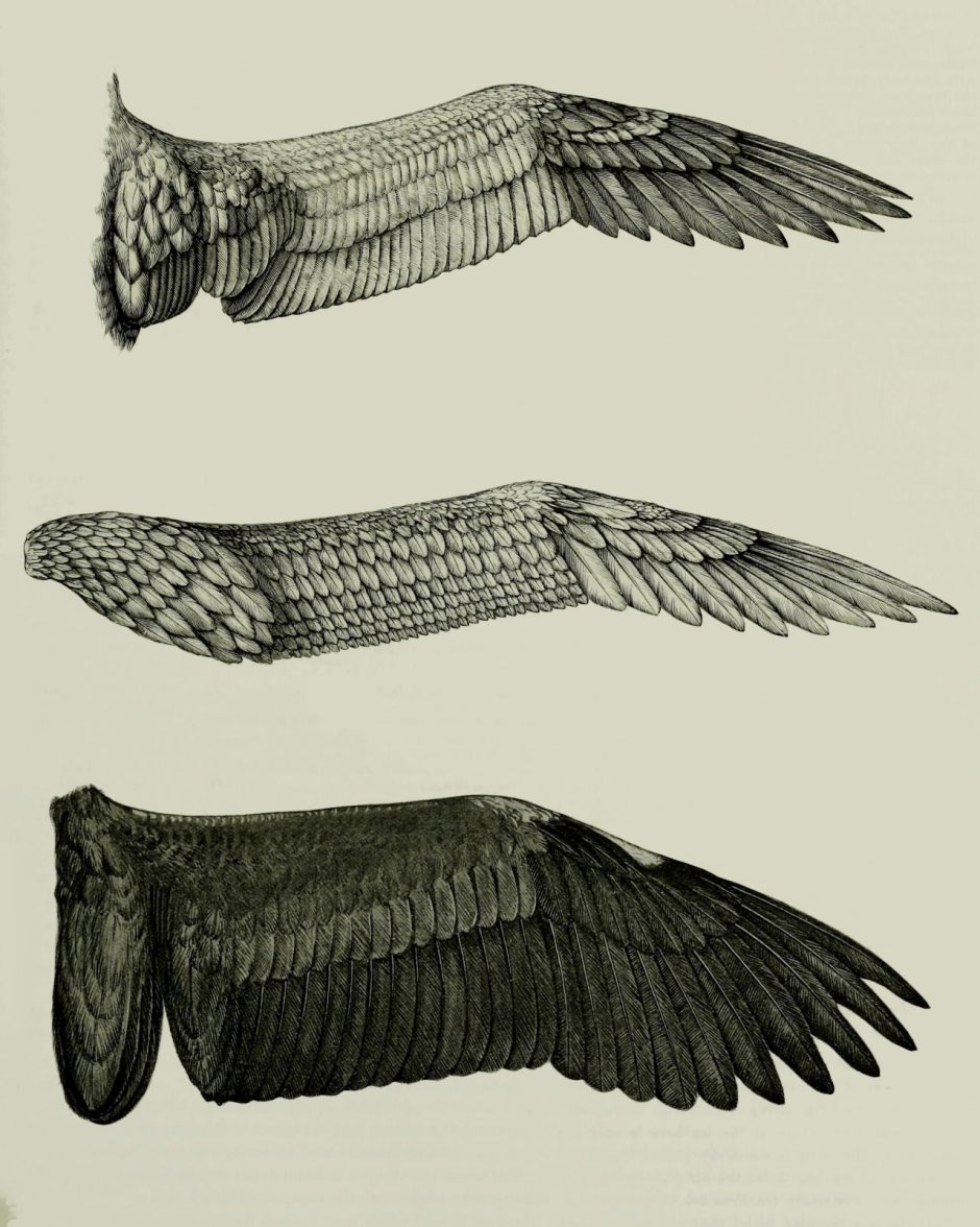 Сложенные Крылья сбоку