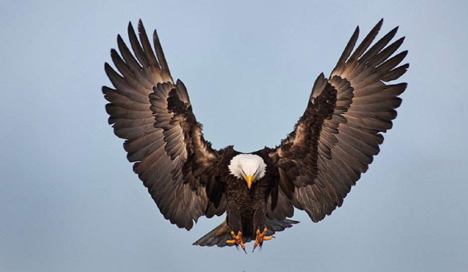 Орел с расправленными крыльями