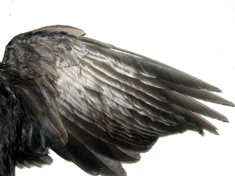 Крыло ворона