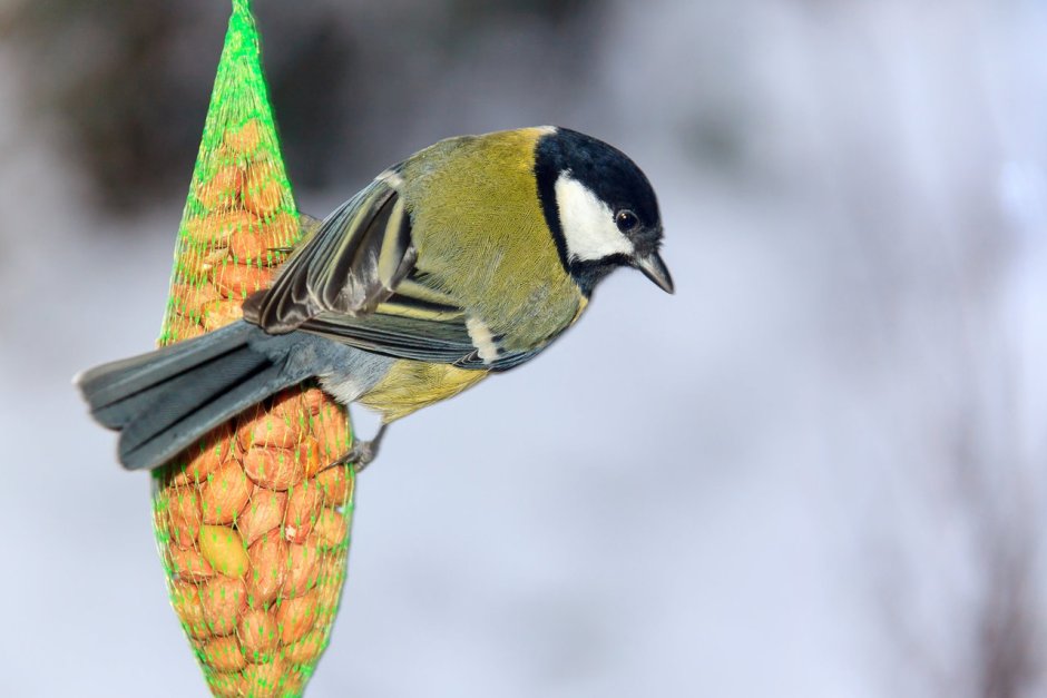 RSPB what's that Bird?