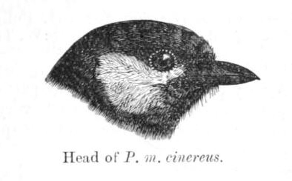 Клюв синицы рисунок