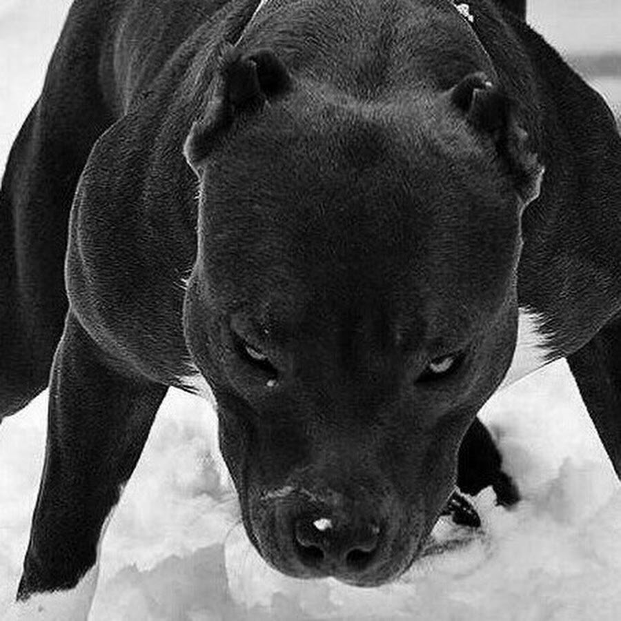 Питбуль чёрный чистокровный