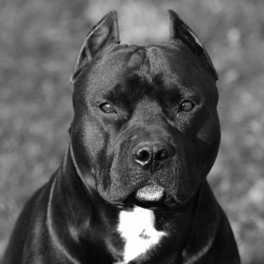 Американский питбультерьер черный злой