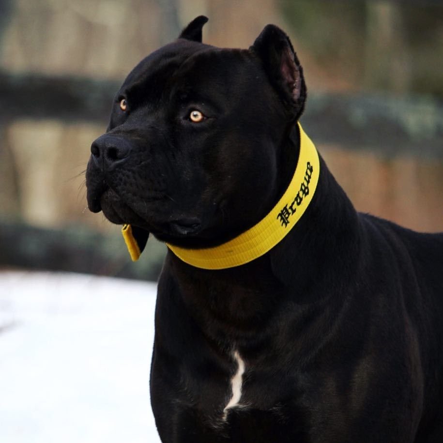 Американский стаффордширский терьер черный