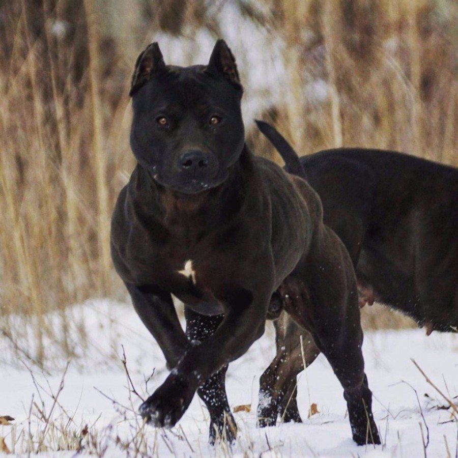 Стаффордширский терьер пантера