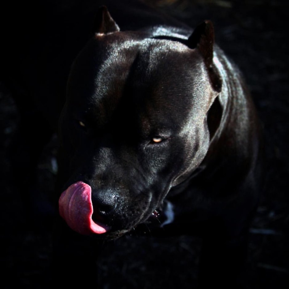 Аргентинский стаффордширский терьер черный