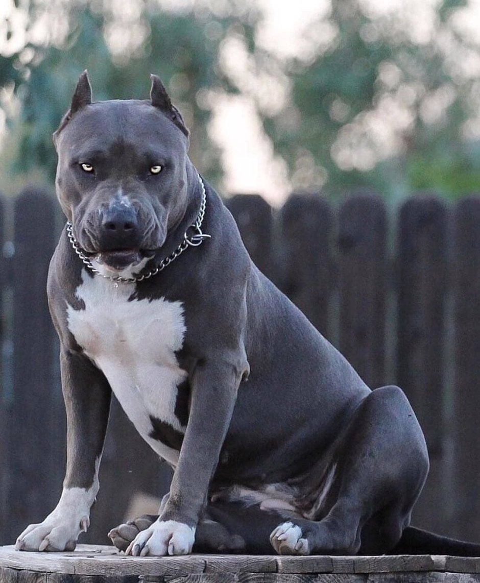 Американский стаффордширский терьер черный