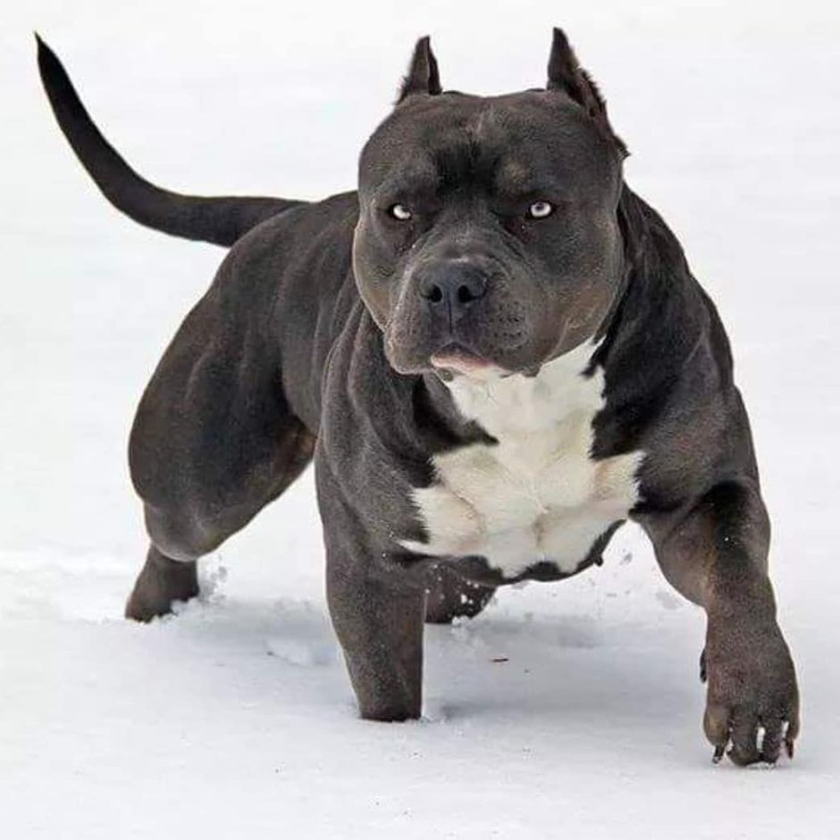 Американский питбуль