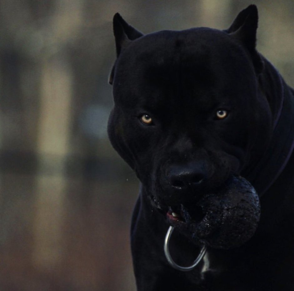 Американский питбуль черный злой