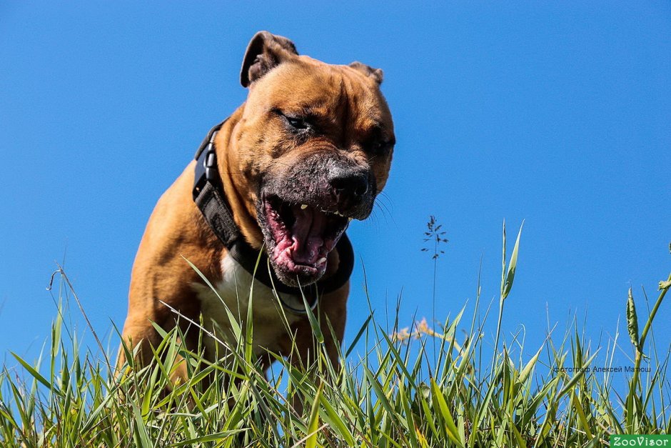 Стаффордширский терьер лает