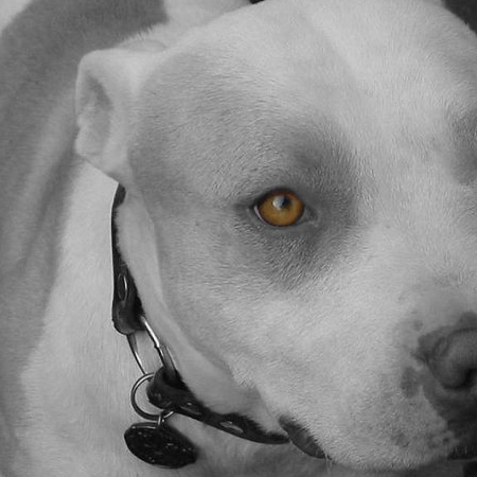 Питбуль черный бриллиант