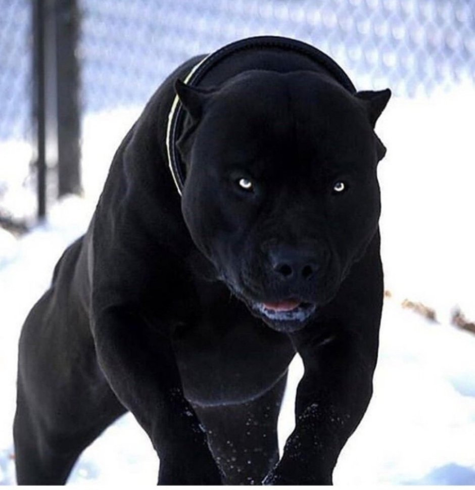 Американский питбультерьер ч