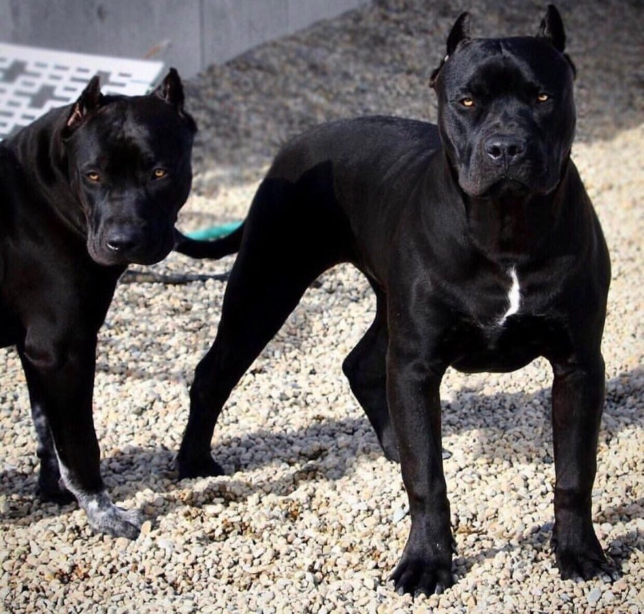 Кане Корсо и стаффордширский терьер