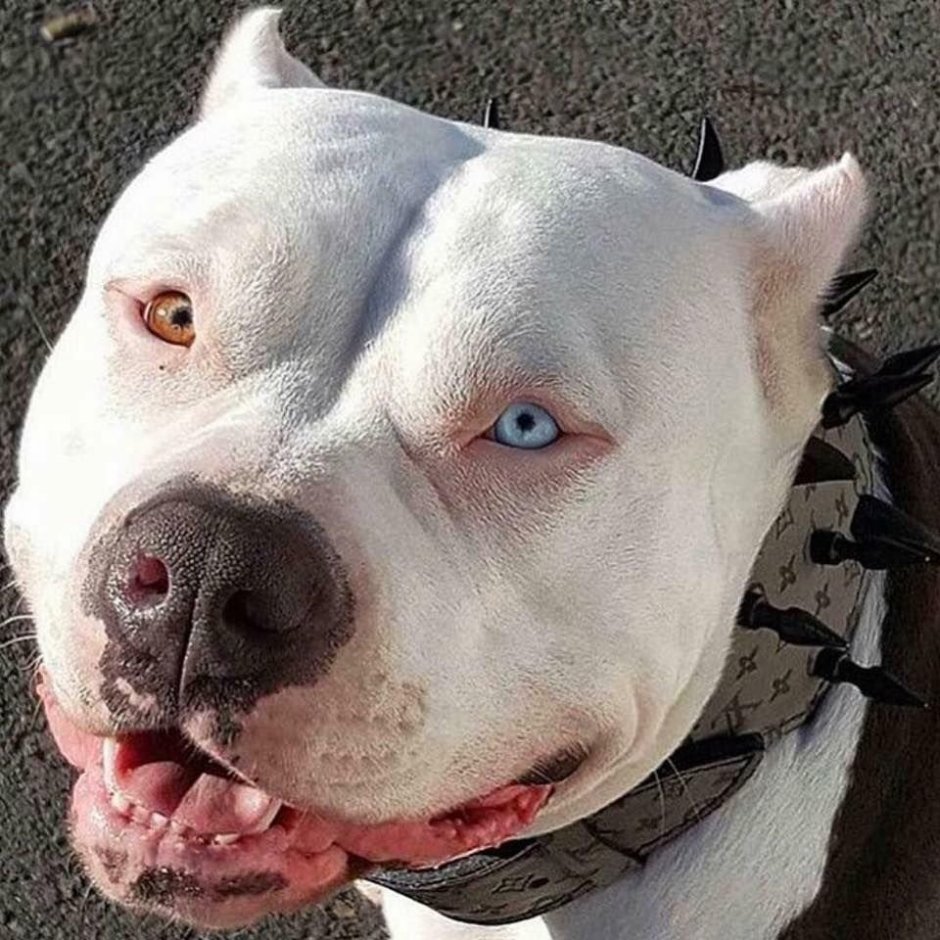 Бульдог американский бультерьер