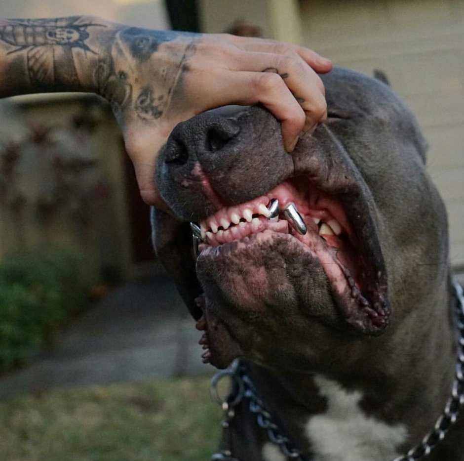 Американский стаффордширский терьер оскал