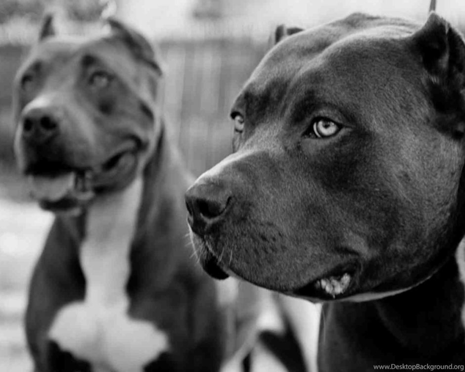 Чёрные обои с питбулем