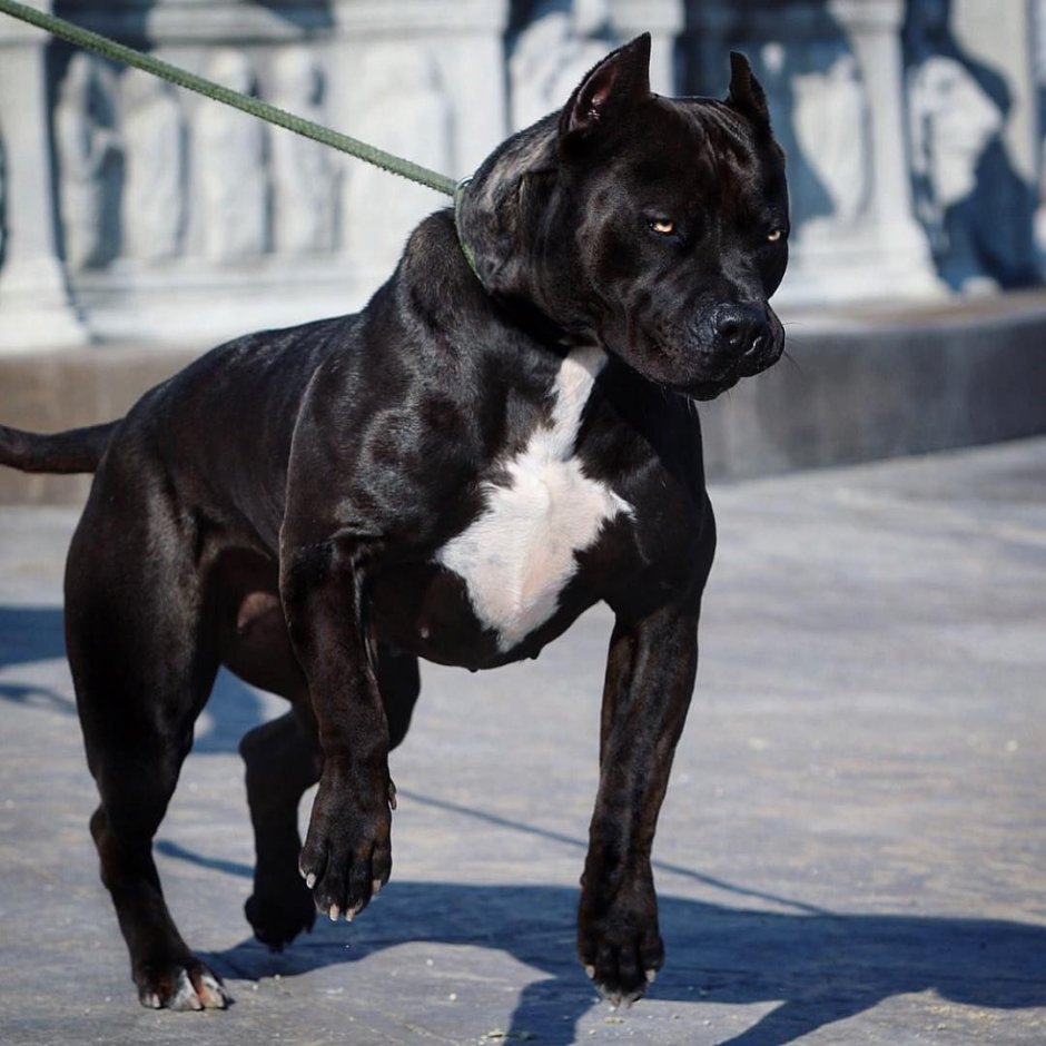 Стаффордширский терьер черный