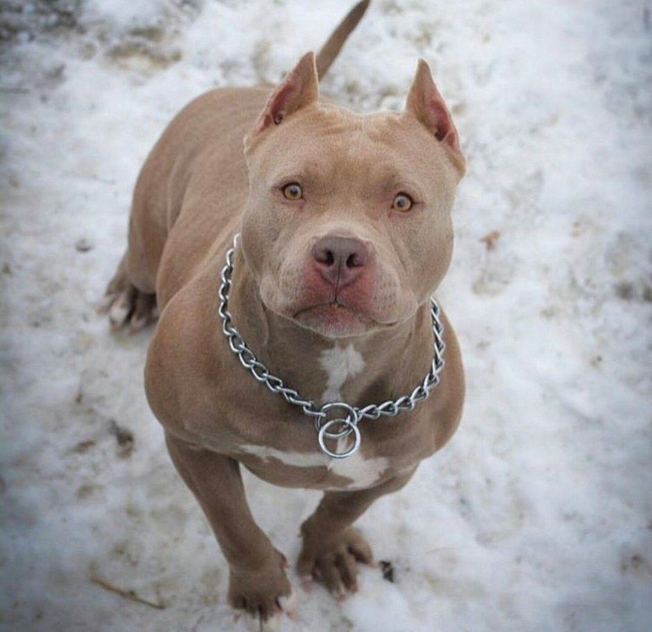 Палевый стаффордширский терьер