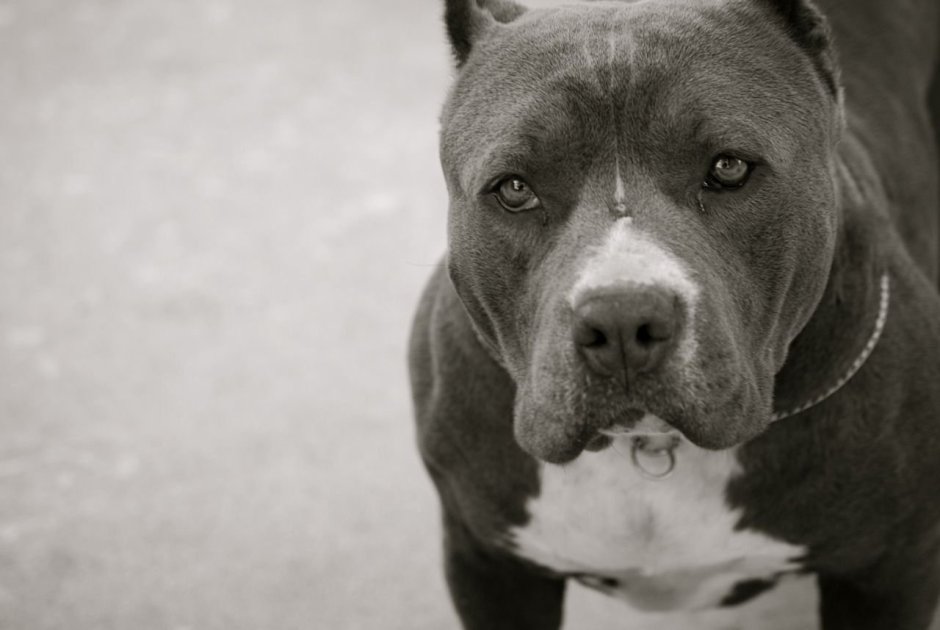 Питбуль на рабочий стол