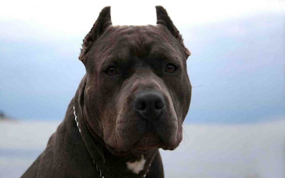 Американский питбультерьер