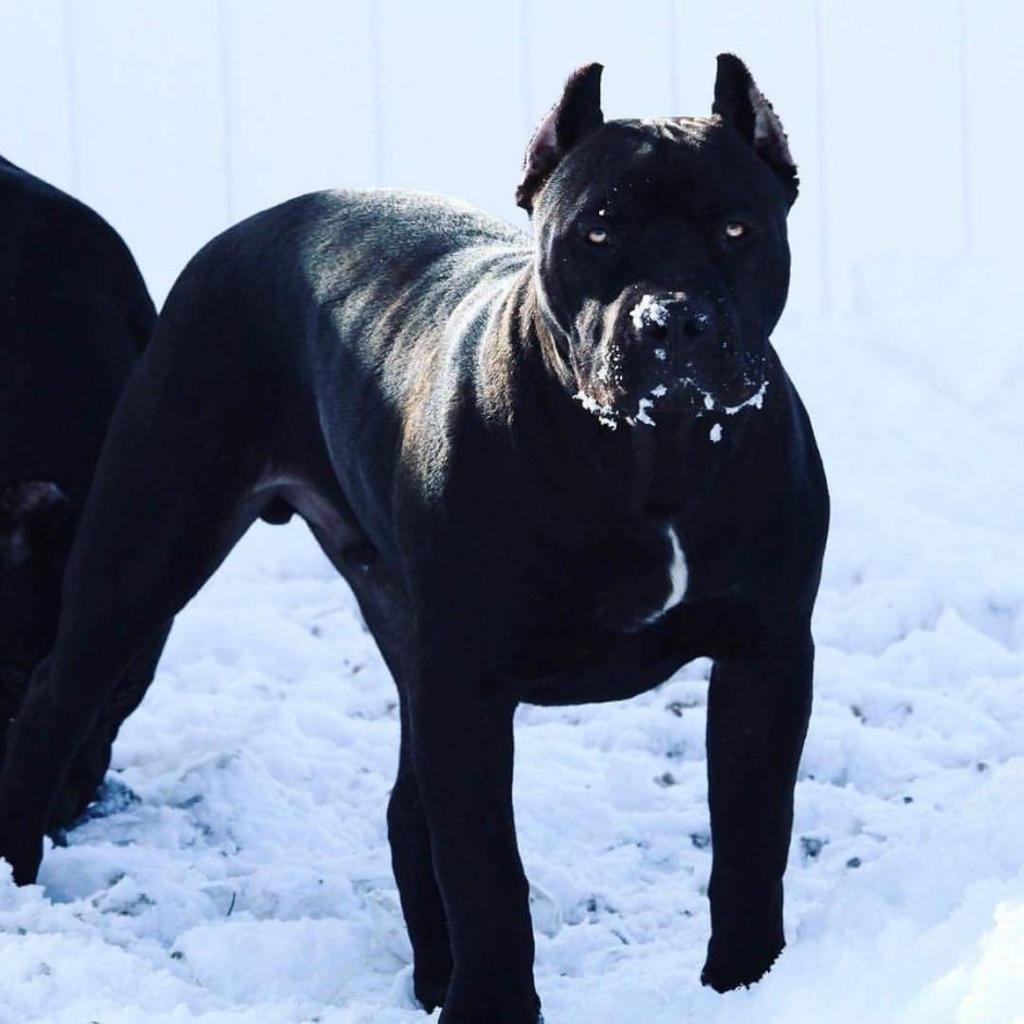 Стаффордширский терьер черн