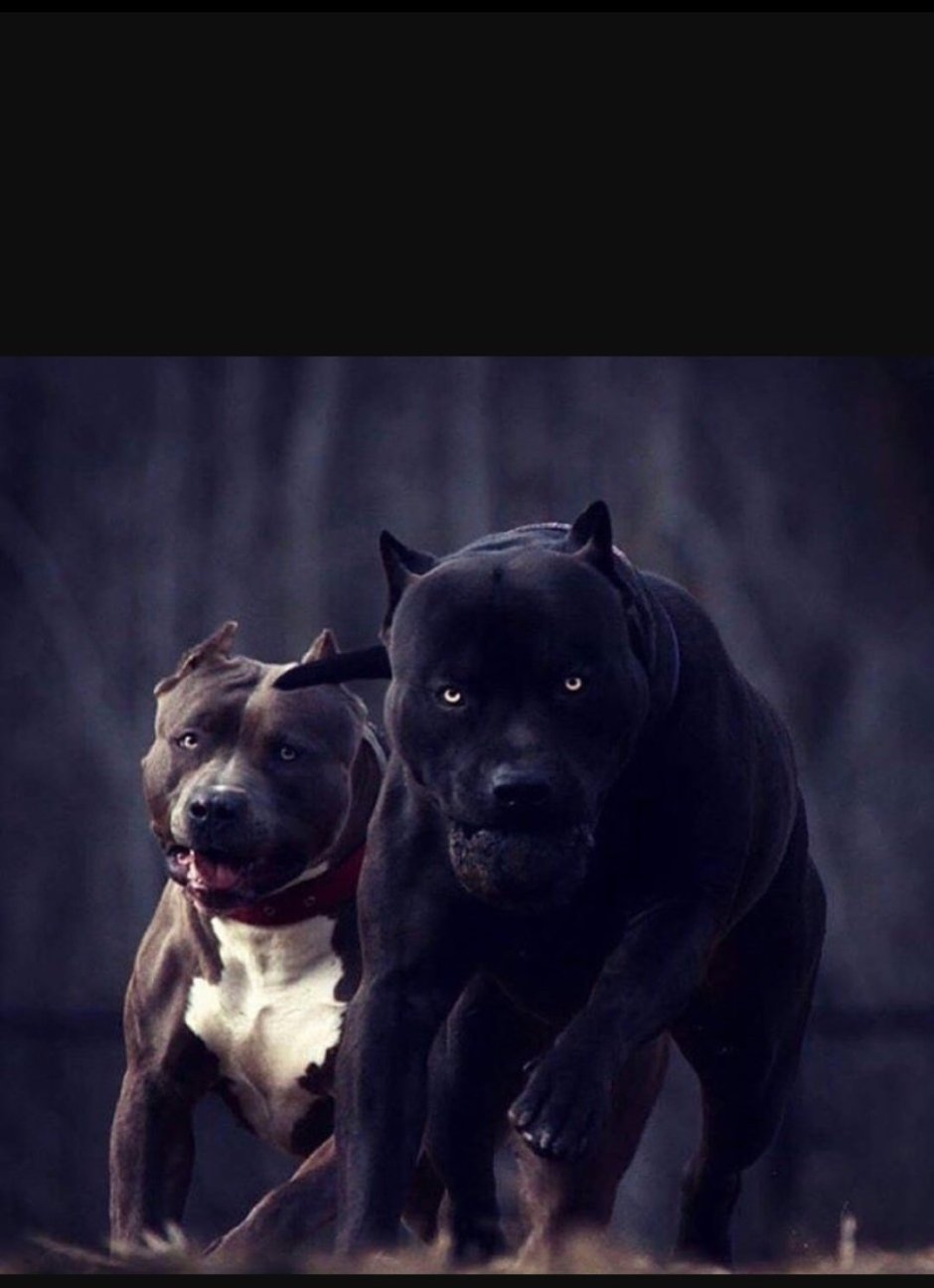 Питбуль питбуль овчарка