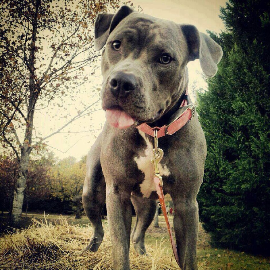 Питбуль амстафф бультерьер щенок