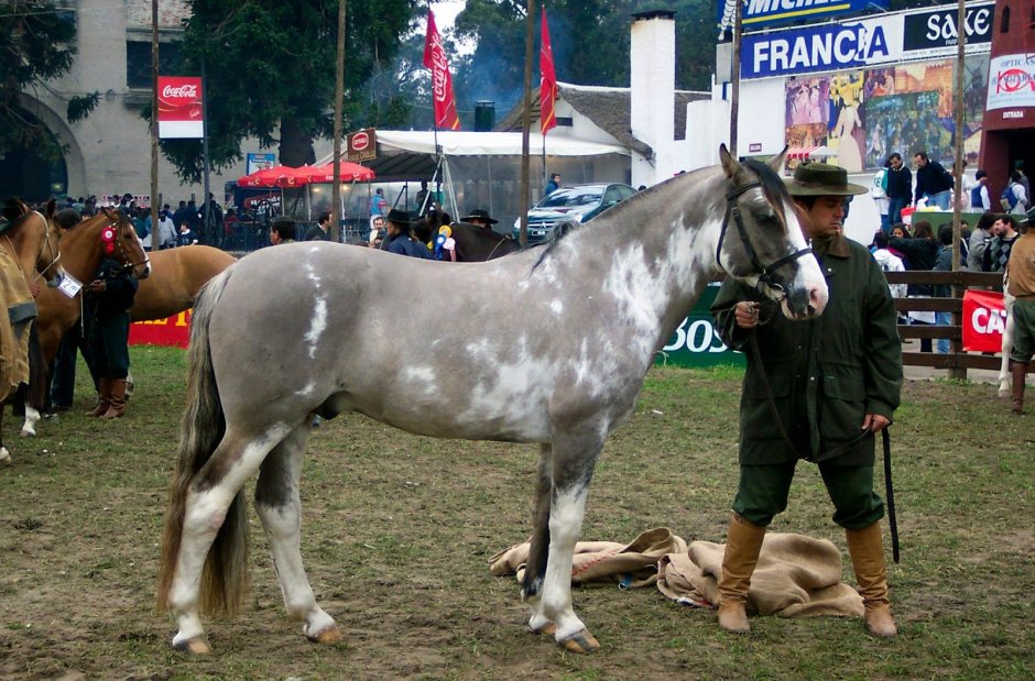 Чалая аргентинский Криолло