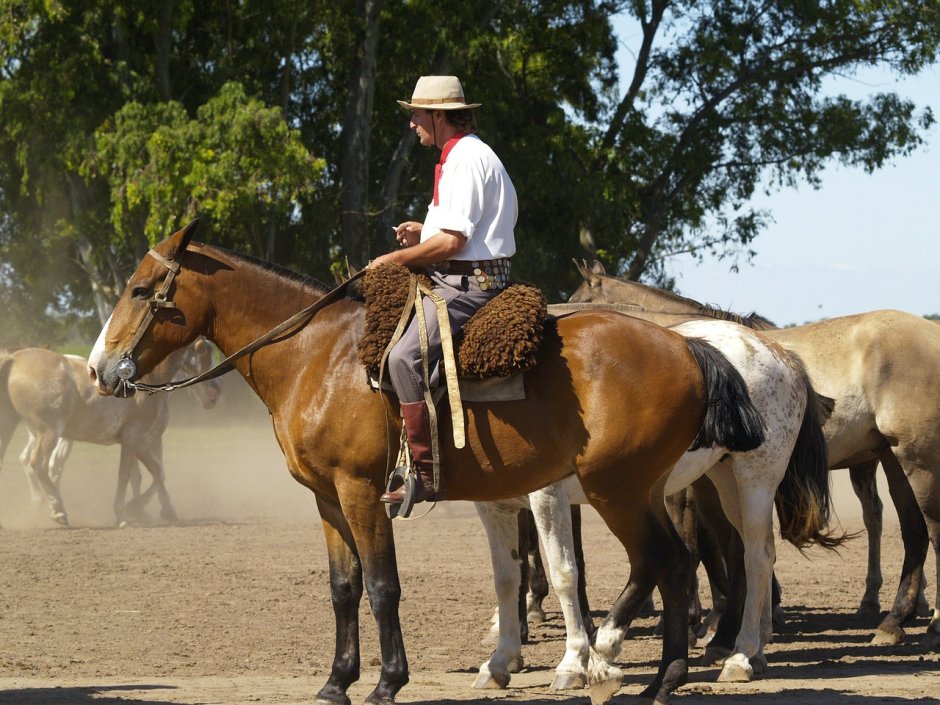 Emocois Sixuals de um cavalo