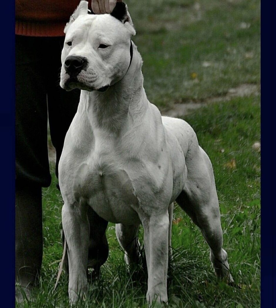 Dogo argentino Black