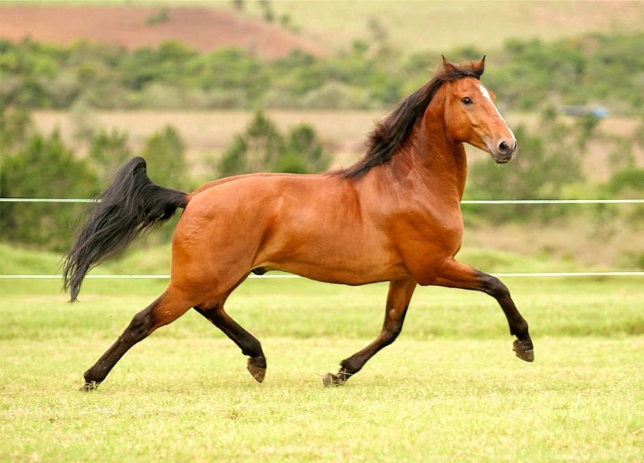 Blue Roan Horse