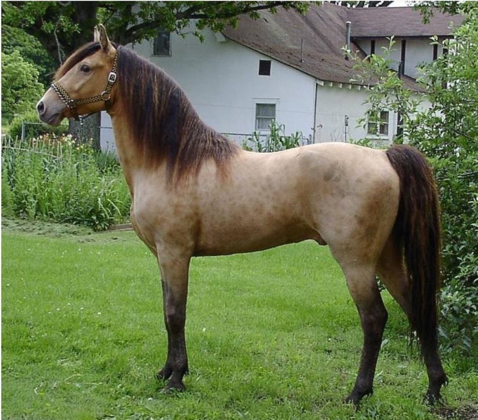Криолло лошадь
