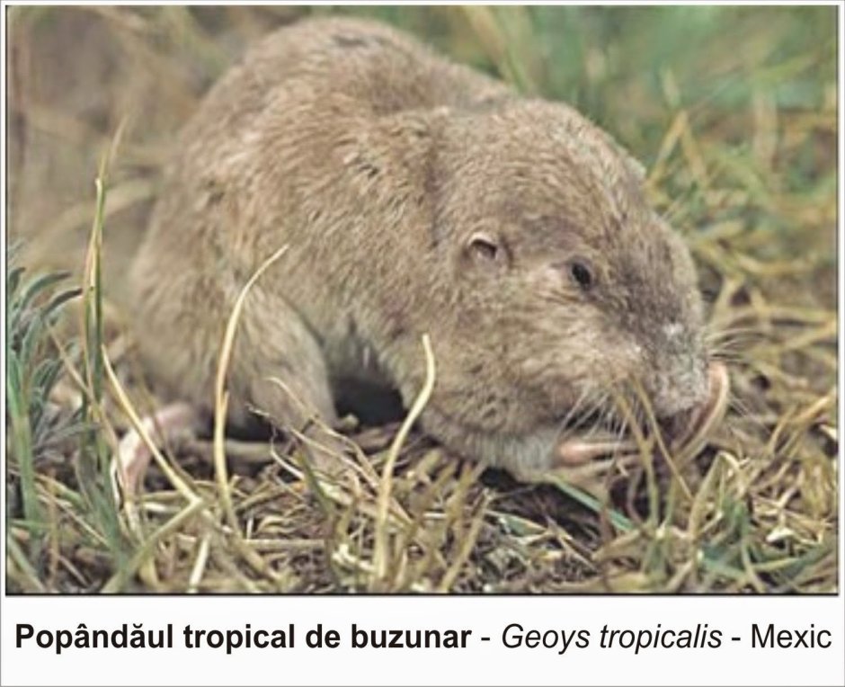 Равнинный Гофер (Geomys bursarius)