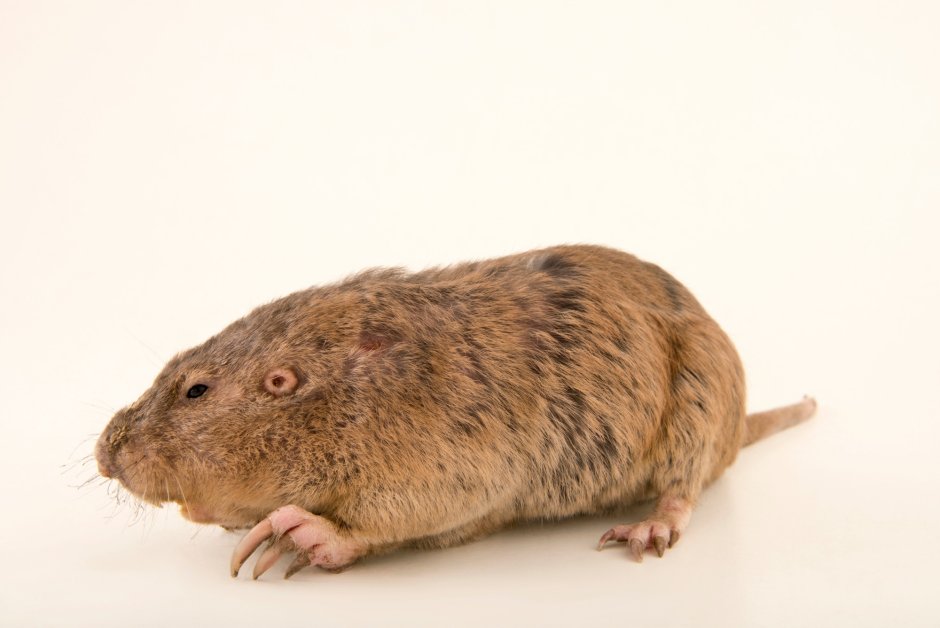 Горной слепушонки Ellobius lutescens фото