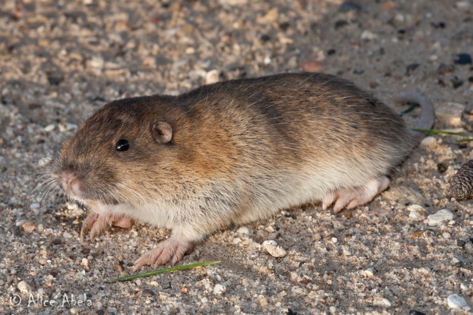 Равнинный Гофер (Geomys bursarius)