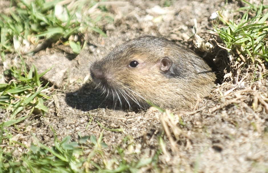 Gopher sistemasi