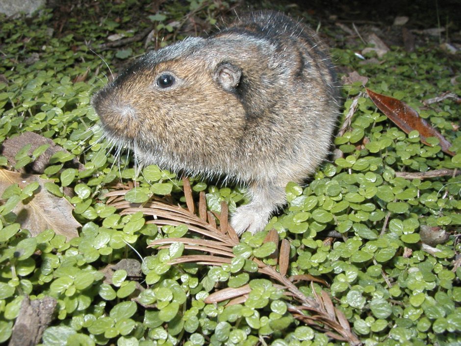 Равнинный Гофер (Geomys bursarius)