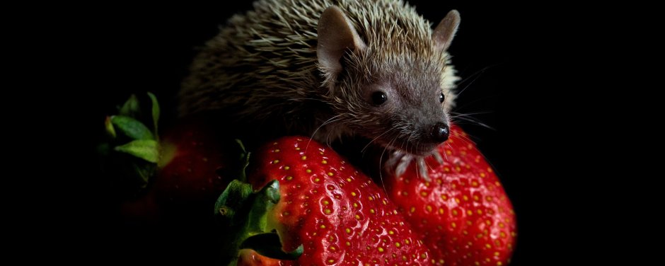 Красно черный еж