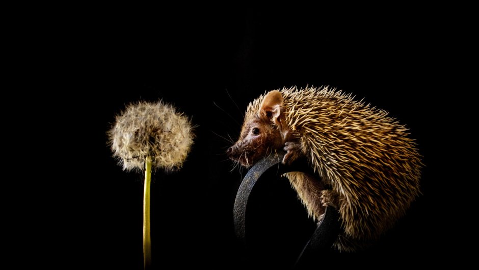 Ежик на черном фоне