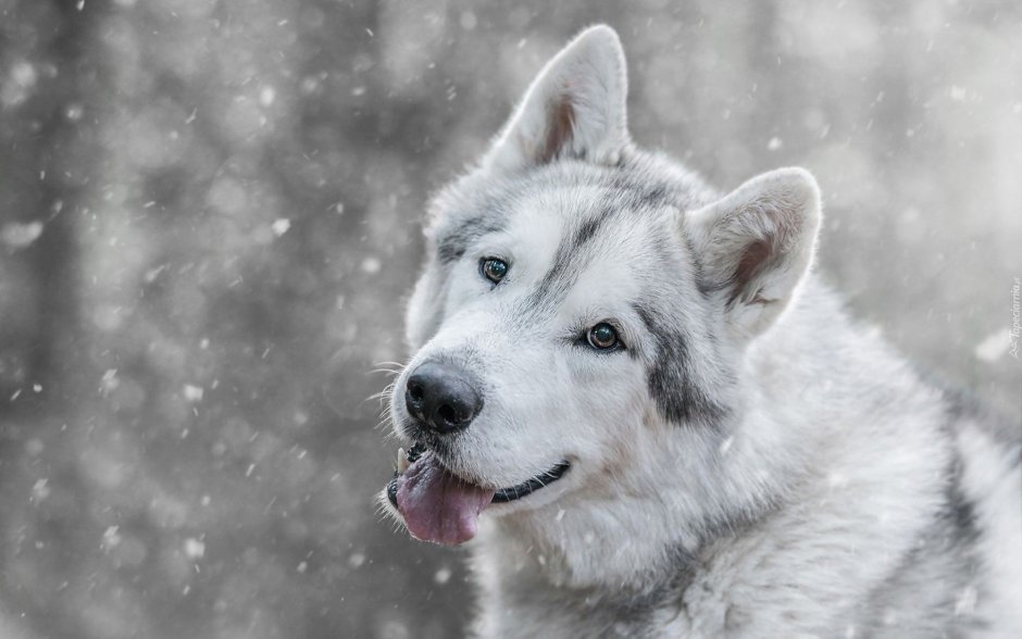 Alaskan Malamute Snow