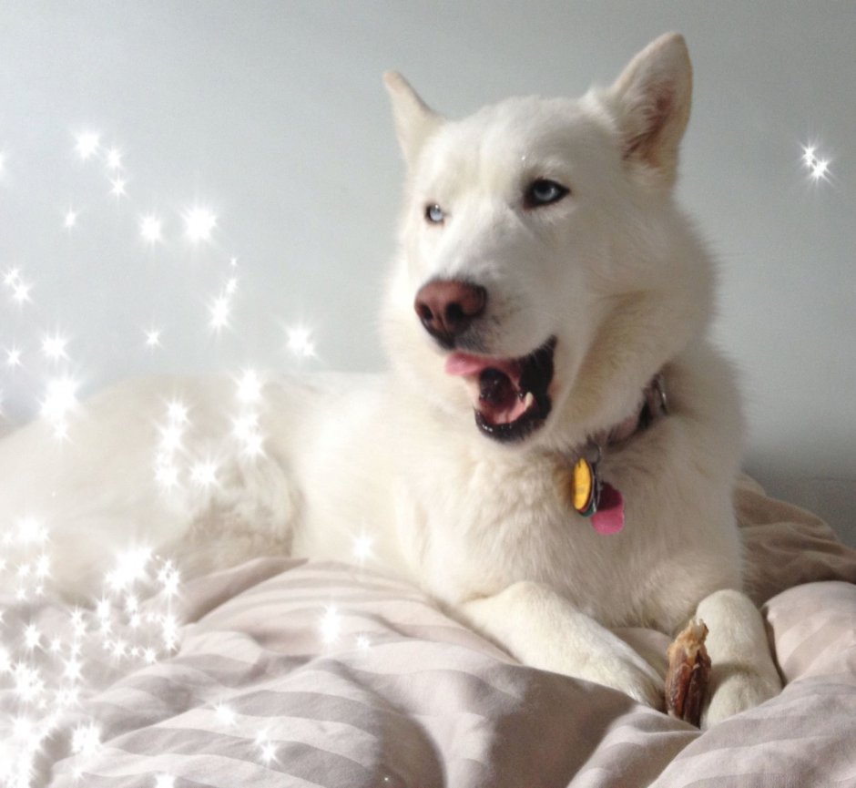 Husky Вайт