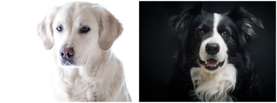 Голден бордер колли